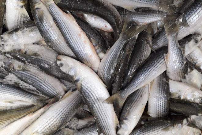 Cá đối: Loài cá quen thuộc với gia đình Việt - Cá đối làm món gì ngon?