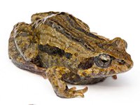 Cùng Casach.vn tìm hiểu về loài ếch và một số món ngon từ ếch